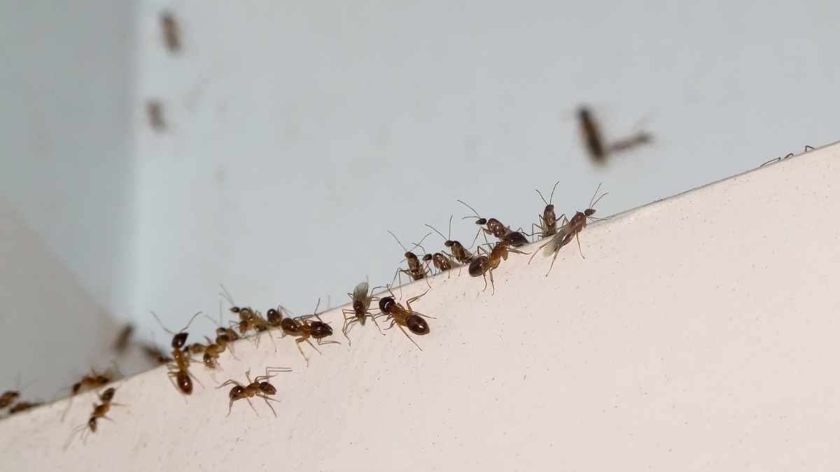 Bilden visar en samling med svartmyror utefter en golvlist