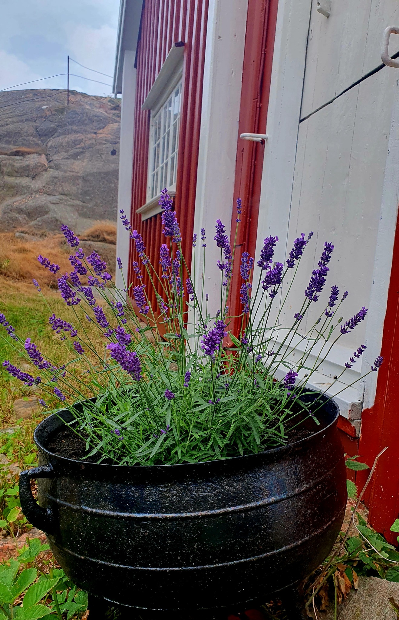 Blommor röd stuga