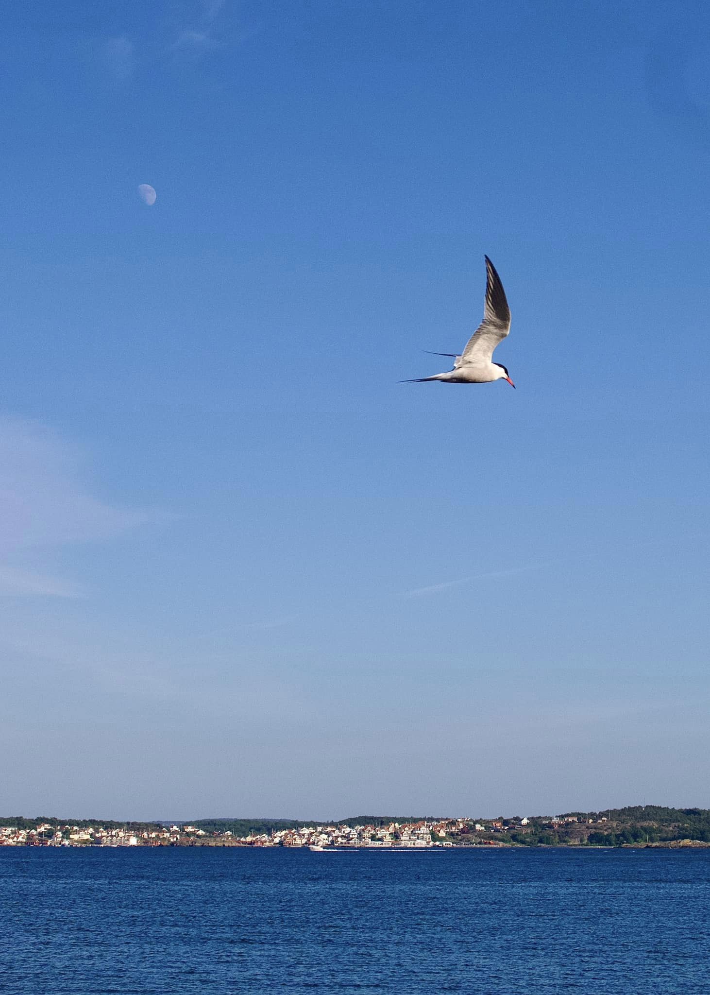 Fågel med Fiskebäckskil i bakrunden