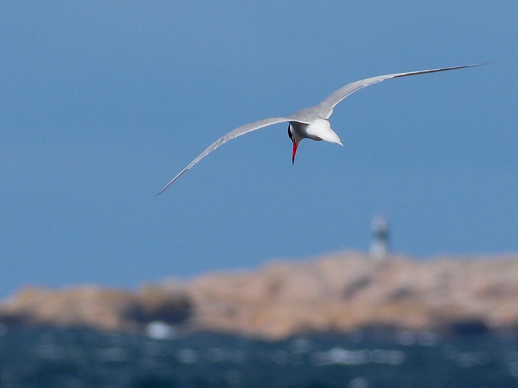 Fågel med fyr i bakgrunden