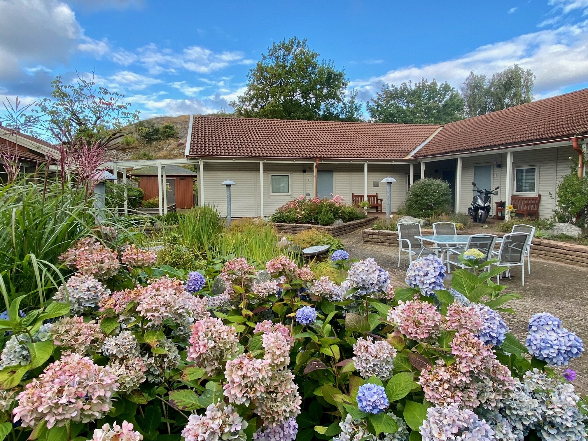 En bild från innergården med en blommande hortensia i förgrunden